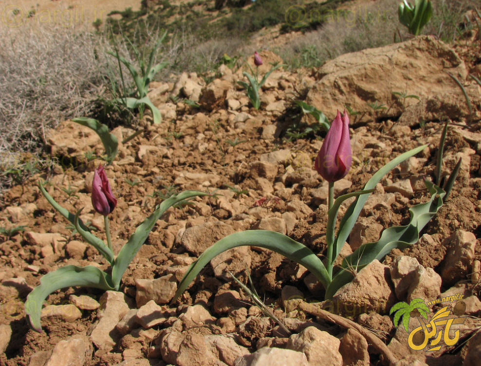 لاله کوه - گیاهان بومی ایران